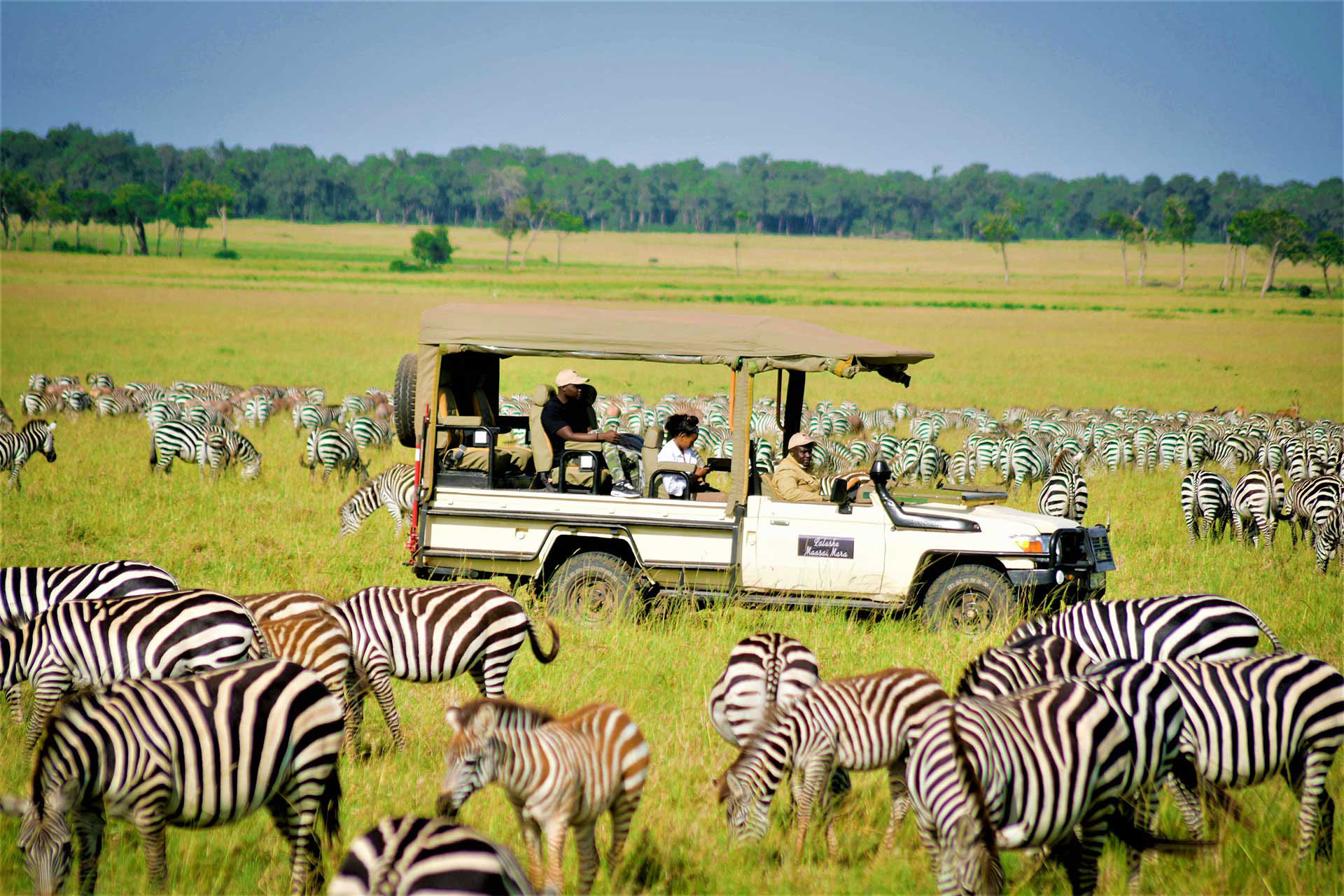 Safari vehicle among wildebeest and zebra on golden plains